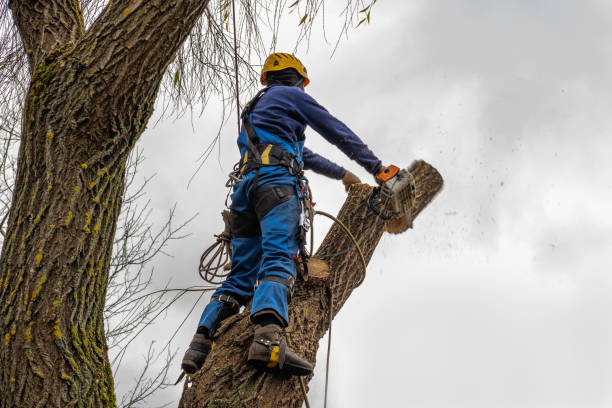 Best Lawn Dethatching  in Ester, AK