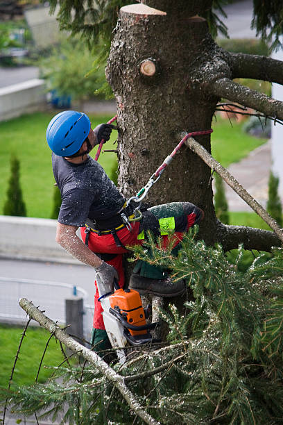 Best Tree Mulching Services  in Ester, AK