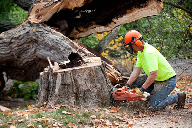 Best Seasonal Cleanup  in Ester, AK