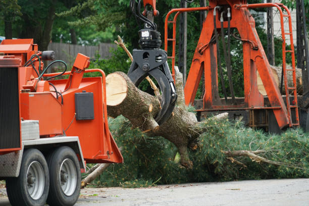 Best Fruit Tree Pruning  in Ester, AK