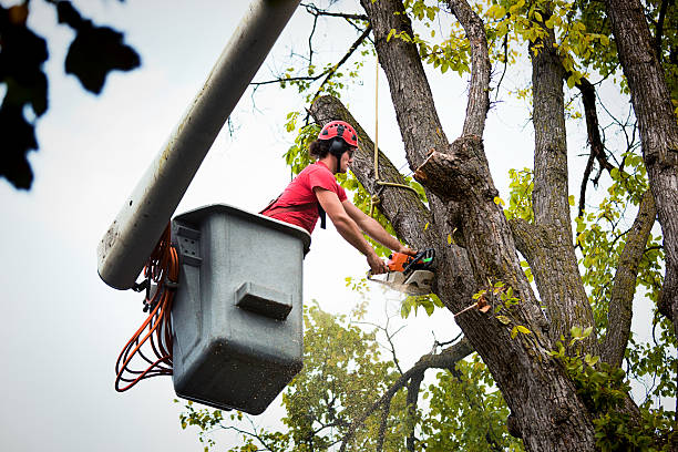 Best Tree Trimming and Pruning  in Ester, AK