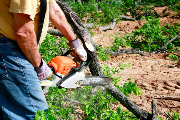 Reliable Ester, AK Tree Services Solutions